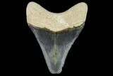 Fossil Megalodon Tooth - Florida #108401-1
